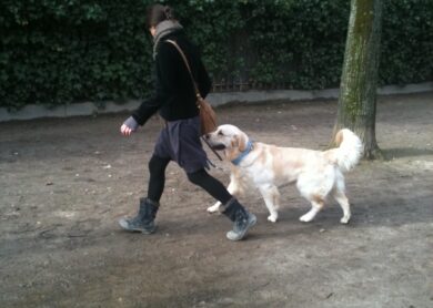 educaci&oacute;n canina y adiestramiento a domicilio Barcelona