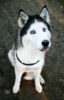 stockvault-cute-husky-dog132269