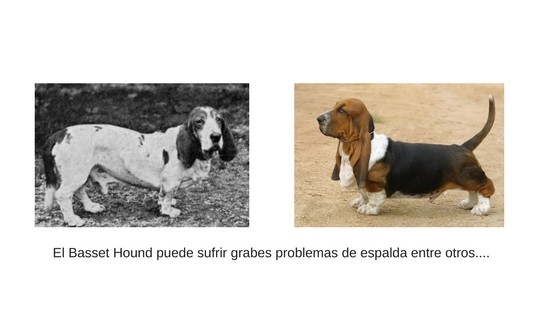 Basset hound