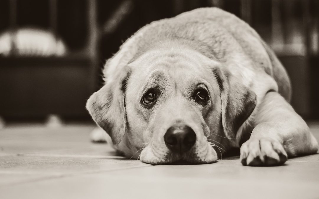 La mejor manera de ayudar a un perro