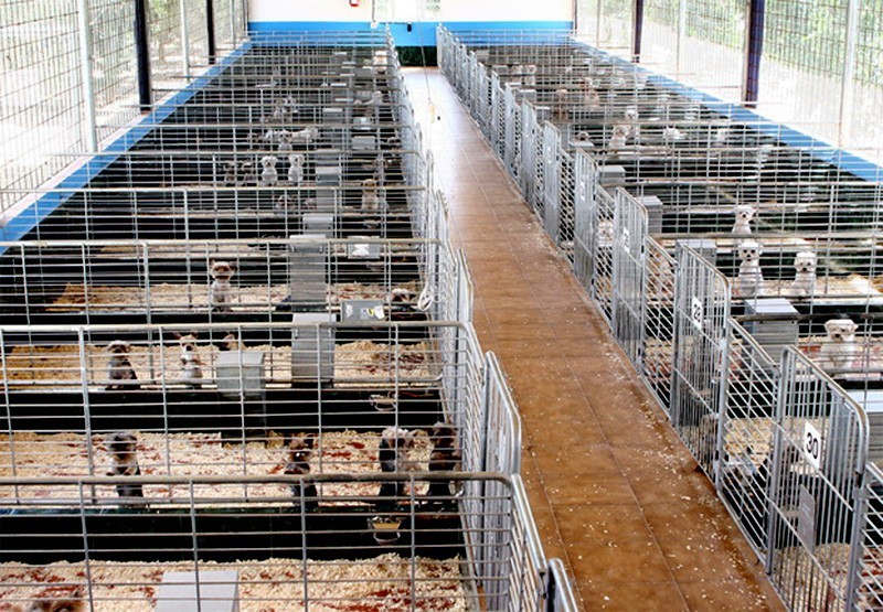 Compra-Venta de perros ilegales y las grandes estafas de intenet.