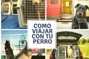 perros preparados para viajar