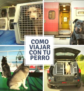 perros preparados para viajar