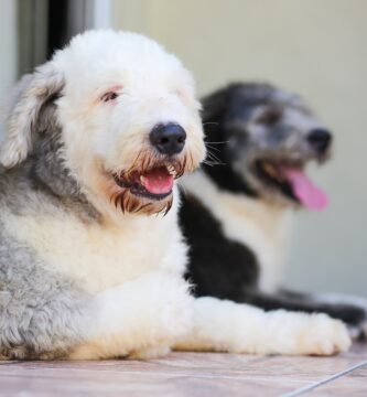 perros de aguas