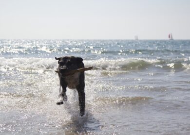 modificaci&oacute;n de conducta canina Barcelona