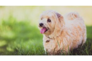 que hacer si pierdes a tu perro