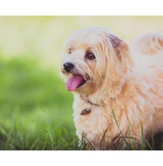 que hacer si pierdes a tu perro