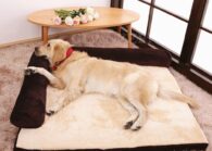 cama rectangular para perros