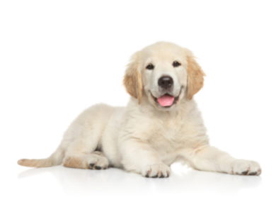 adiestramiento de cachorros a domicilio Barcelona