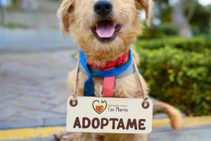 Perro esperando en una protectora de animales para ser adoptado