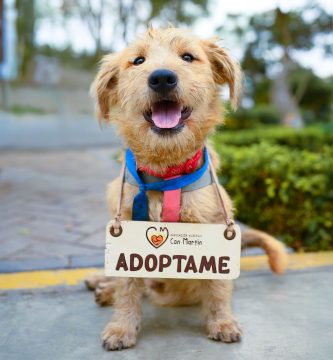 Perro esperando en una protectora de animales para ser adoptado