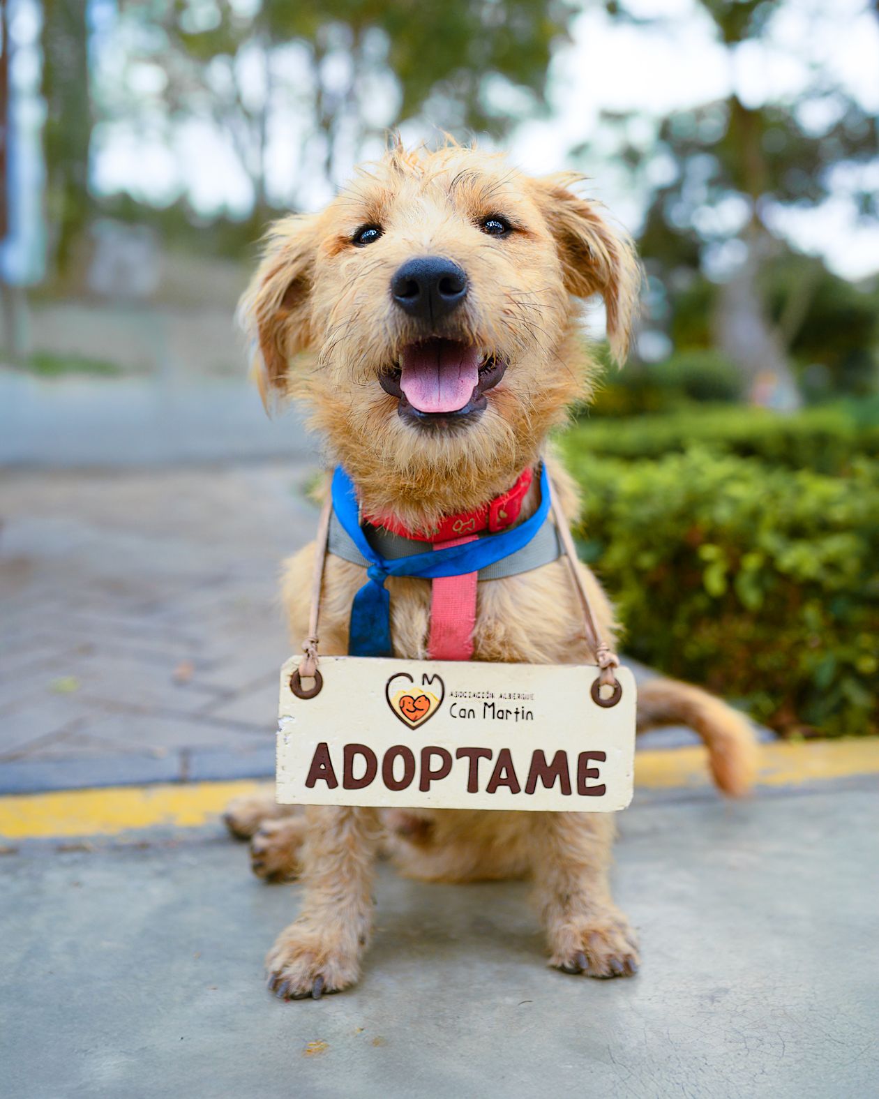 Perro esperando en una protectora de animales para ser adoptado