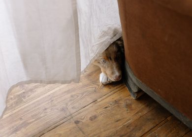Perro escondido debajo de un mueble con miedo a los ruidos fuertes