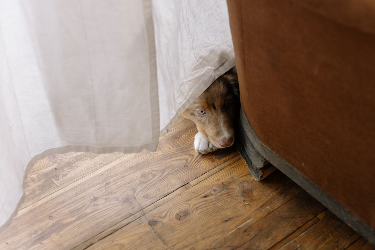 Perro escondido debajo de un mueble con miedo a los ruidos fuertes