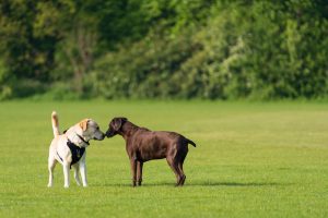 Dos perros olfateándose con calma en un parque, aprendiendo a socializar
