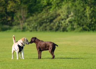 Dos perros olfate&aacute;ndose con calma en un parque, aprendiendo a socializar