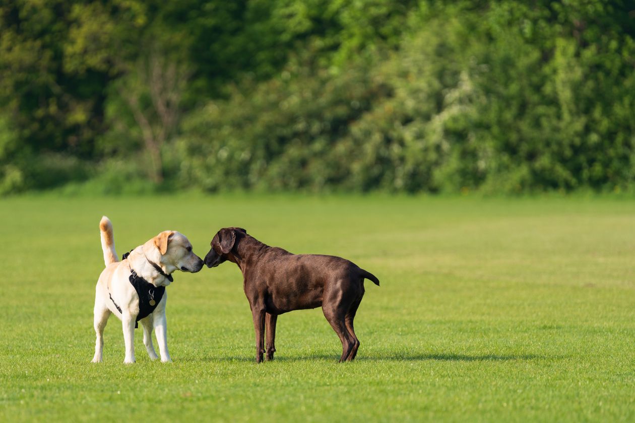 Dos perros olfateándose con calma en un parque, aprendiendo a socializar