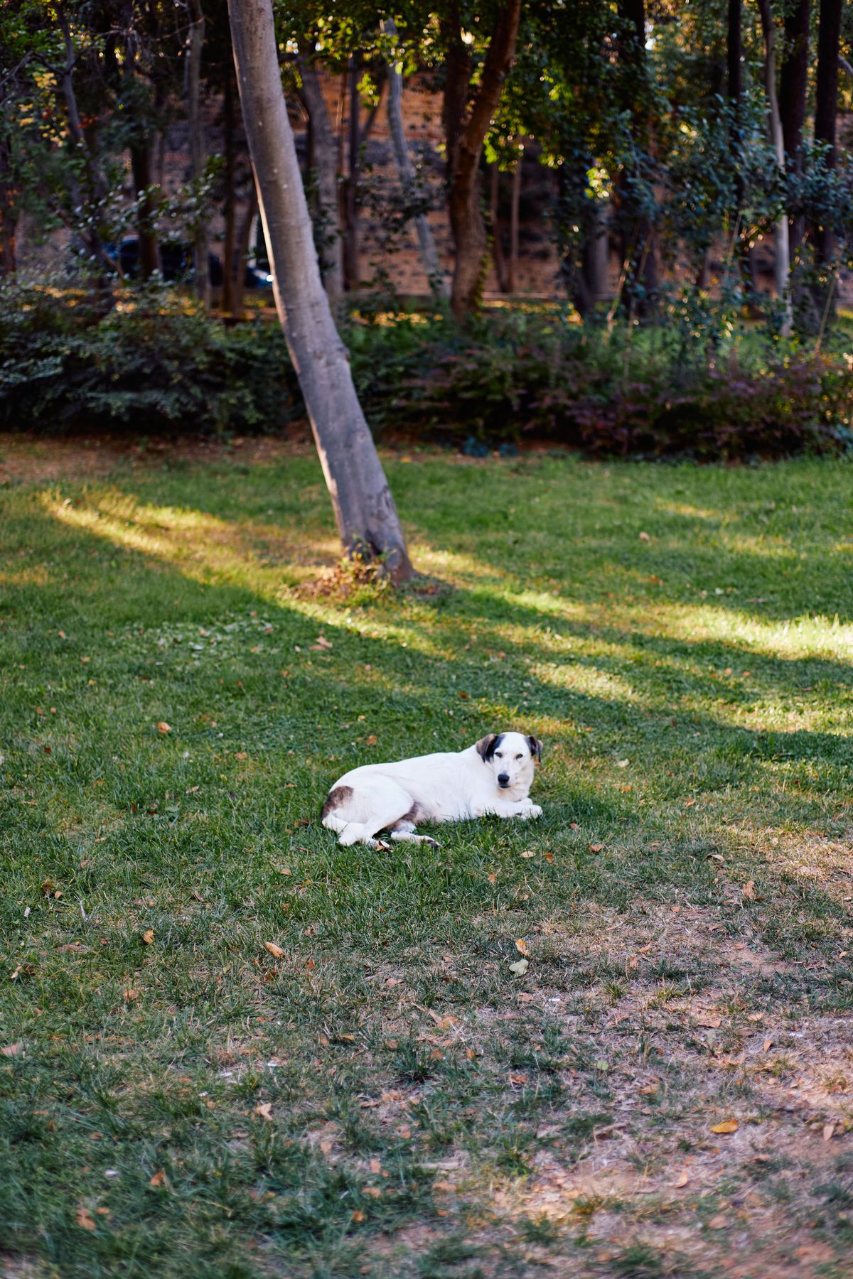 Perro a la sombra de un árbol en un parque