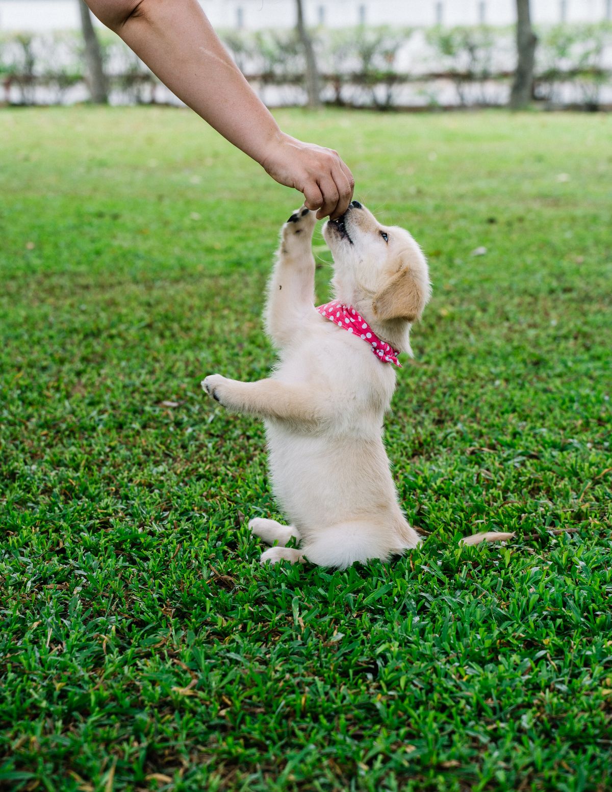 Cachorro aprendiendo a sentarse con su educador