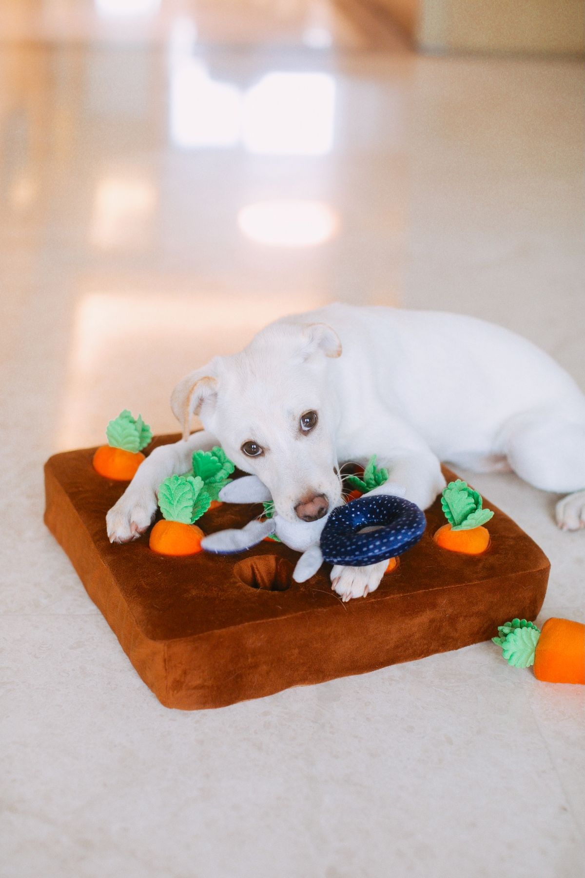 Cachorro jugando con un juguete interactivo de comida