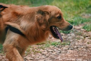 Perro jadeando durante un paseo en un día caluroso de verano