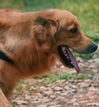 Perro jadeando durante un paseo en un día caluroso de verano