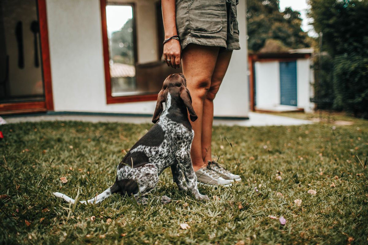 Los 7 errores más comunes al educar a un cachorro (y cómo solucionarlos)