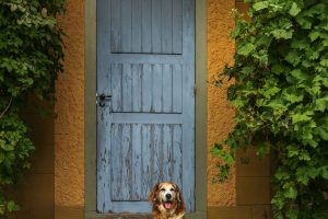 Perro sentado y expectante junto a la puerta de casa, esperando a su dueño