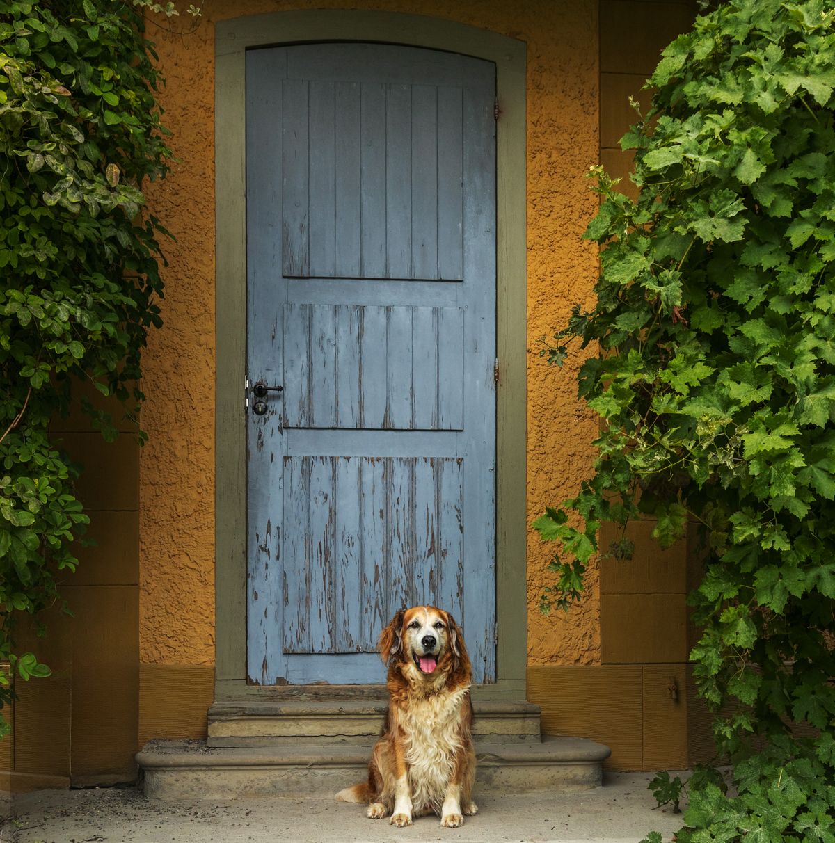 Ansiedad por separación en perros: cómo detectarla y tratarla paso a paso