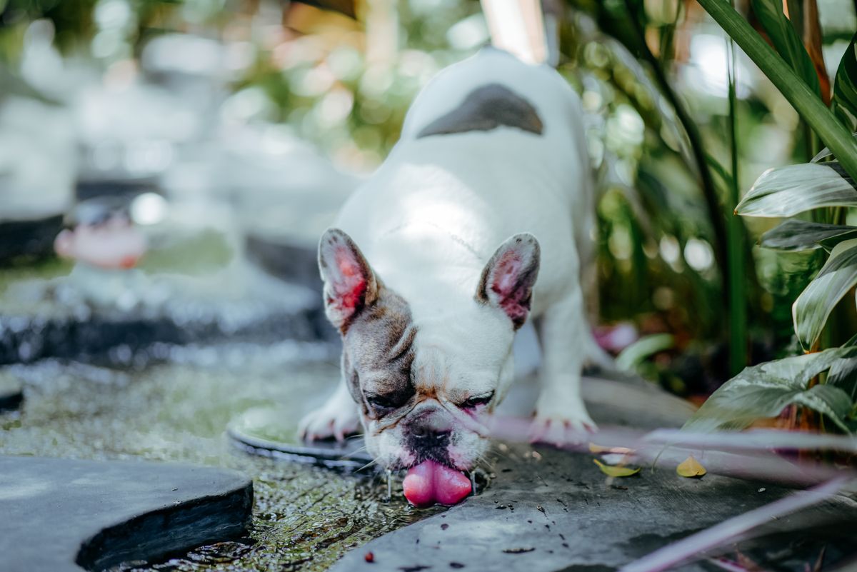 Perro bebiendo agua fresca en verano