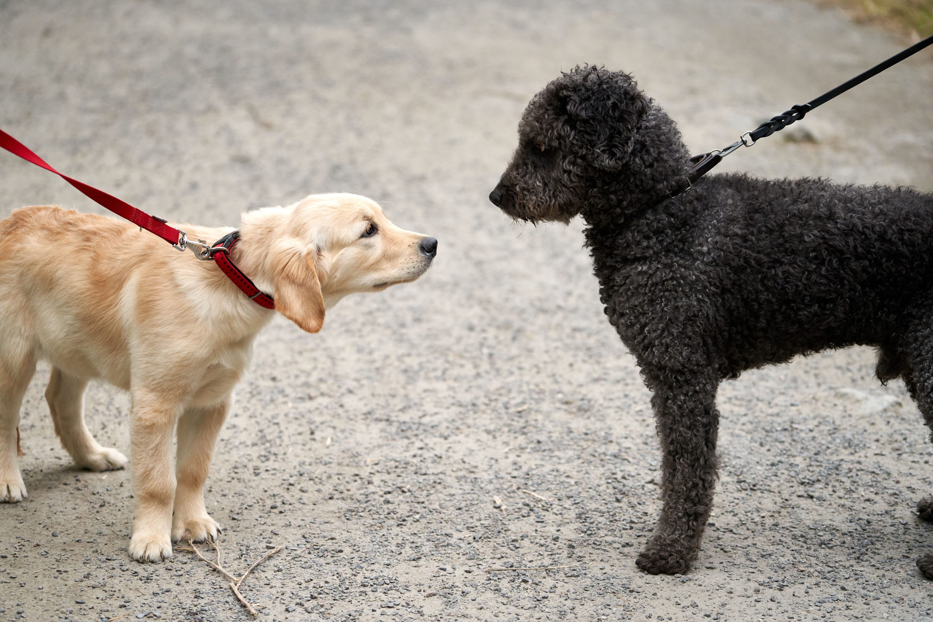 Dos perros tensos frente a frente sujetos con correa, mostrando lenguaje corporal de alerta