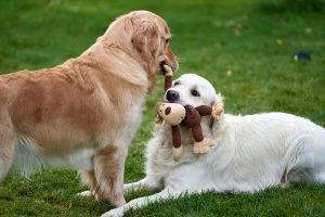 Perro jugando con un juguete de enriquecimiento mental