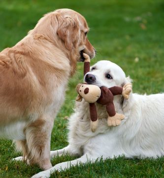 Perro jugando con un juguete de enriquecimiento mental
