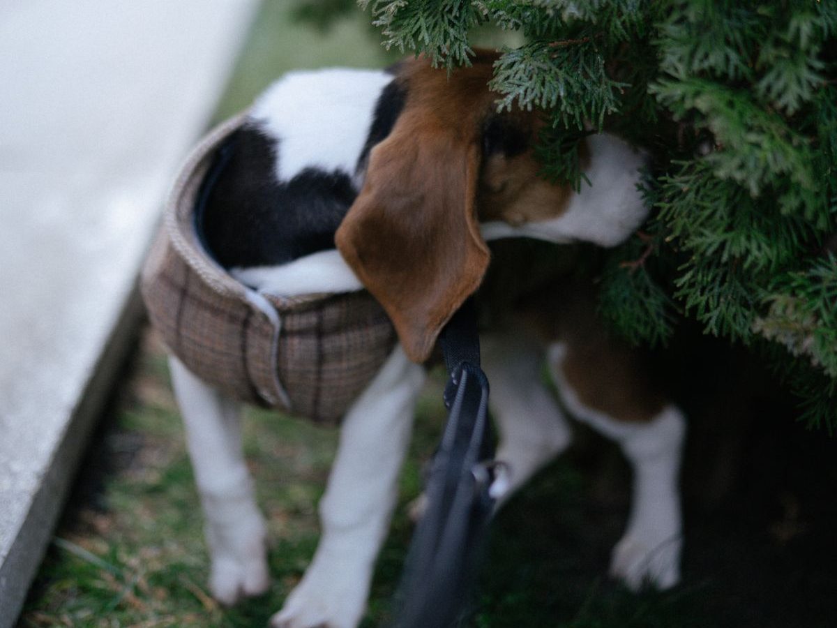 Perro olfateando un arbusto durante el paseo