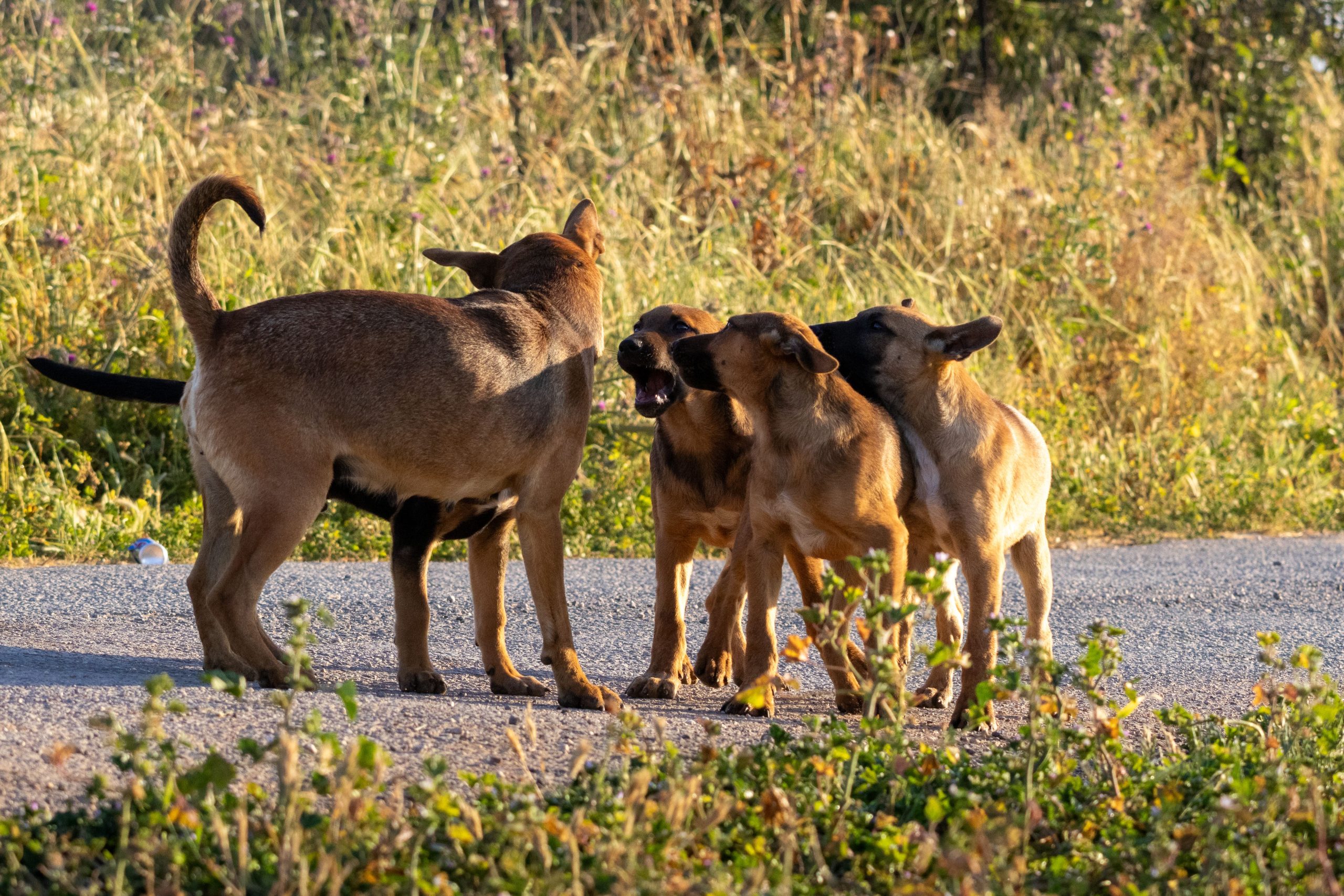Varios perros socializando juntos al aire libre