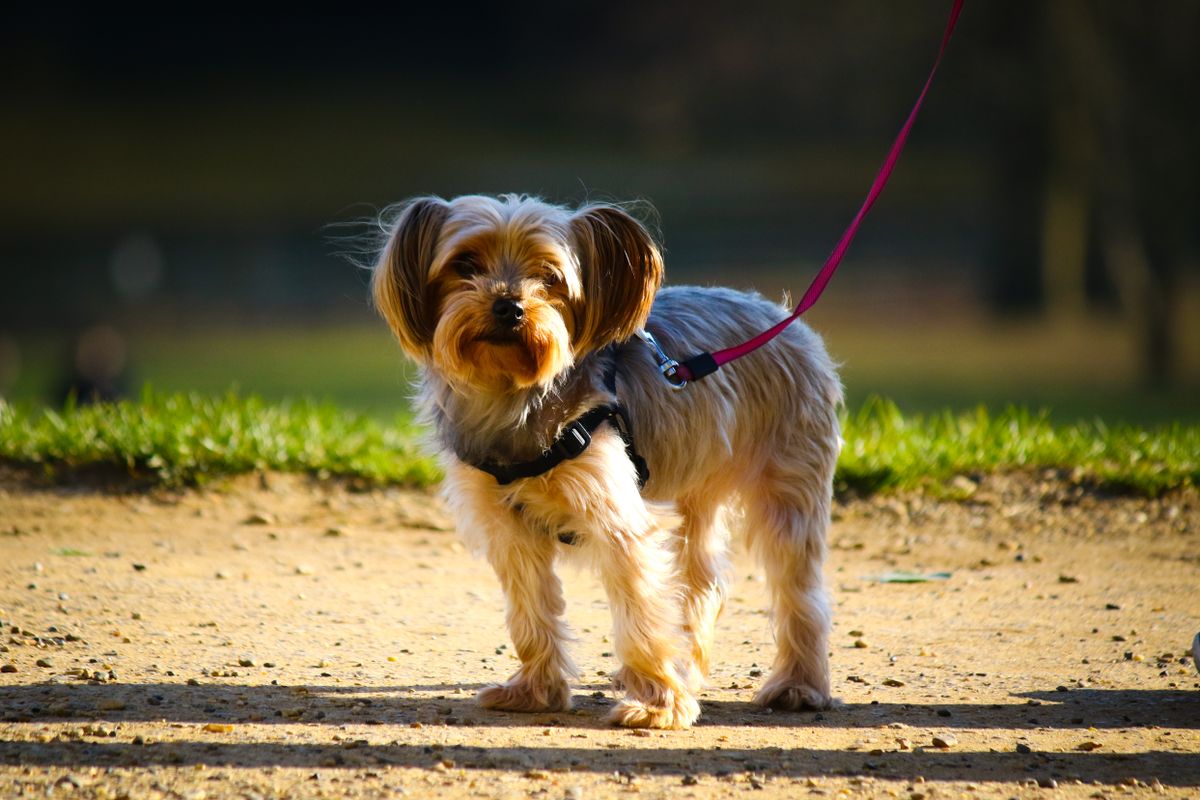 Perro con arn&eacute;s y correa durante el paseo