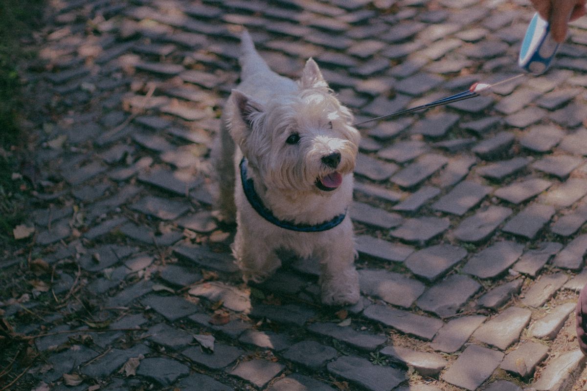 Mi perro tira de la correa: por qué lo hace y cómo enseñarle a pasear sin tirones